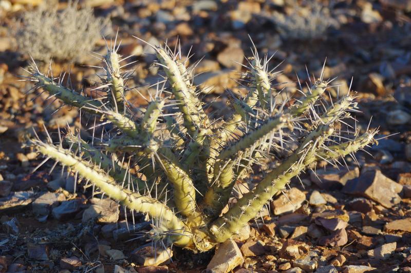 0 Bedroom Property for Sale in Calvinia Rural Northern Cape